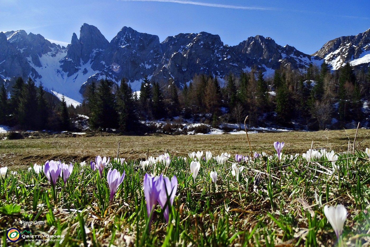 14 Estese fioriture di crocus vernus sullo sfondeo delle Piccole Dolomiti Scalvine .JPG -                                